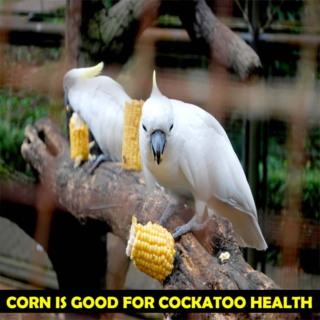 Corn is Good Or Bad For Cockatoos