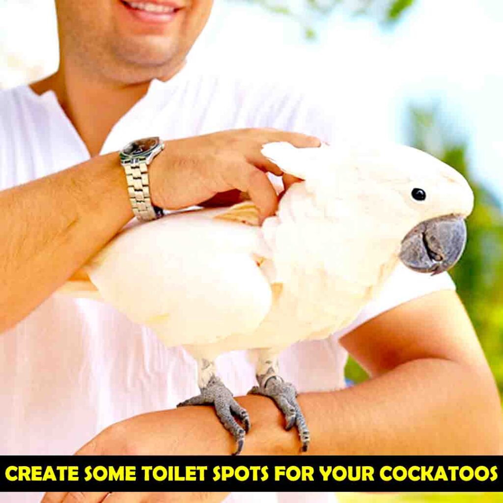 Creation of Toilet Spot for Your Cockatoo