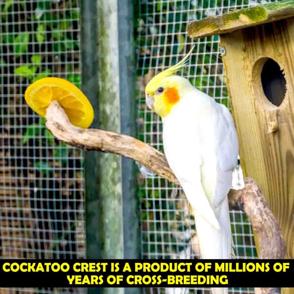 CrossBreeding of Different Species of Cockatoos