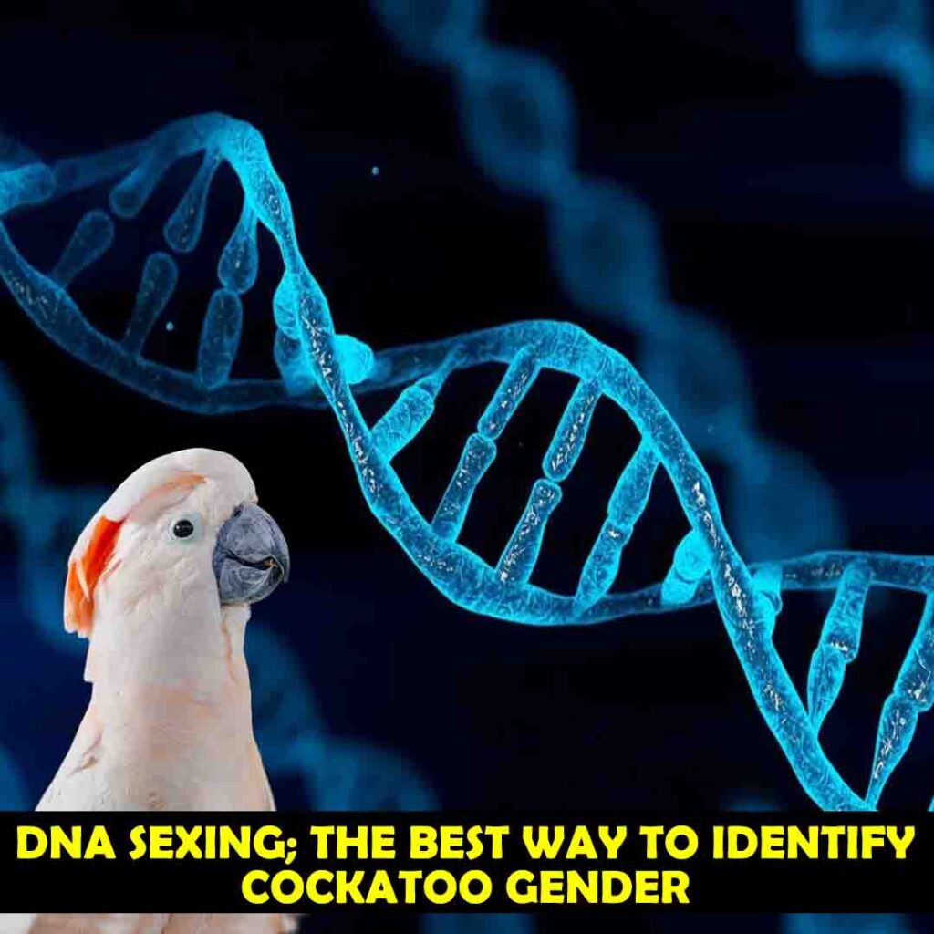 DNA Sexing can Tell if a Cockatoo is Male or Female