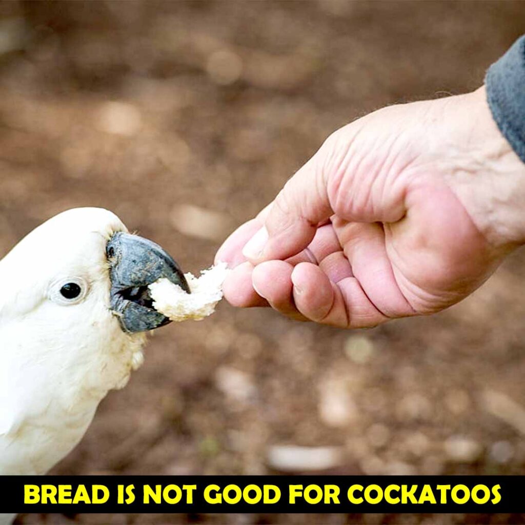 Diseases caused by bread to Cockatoos