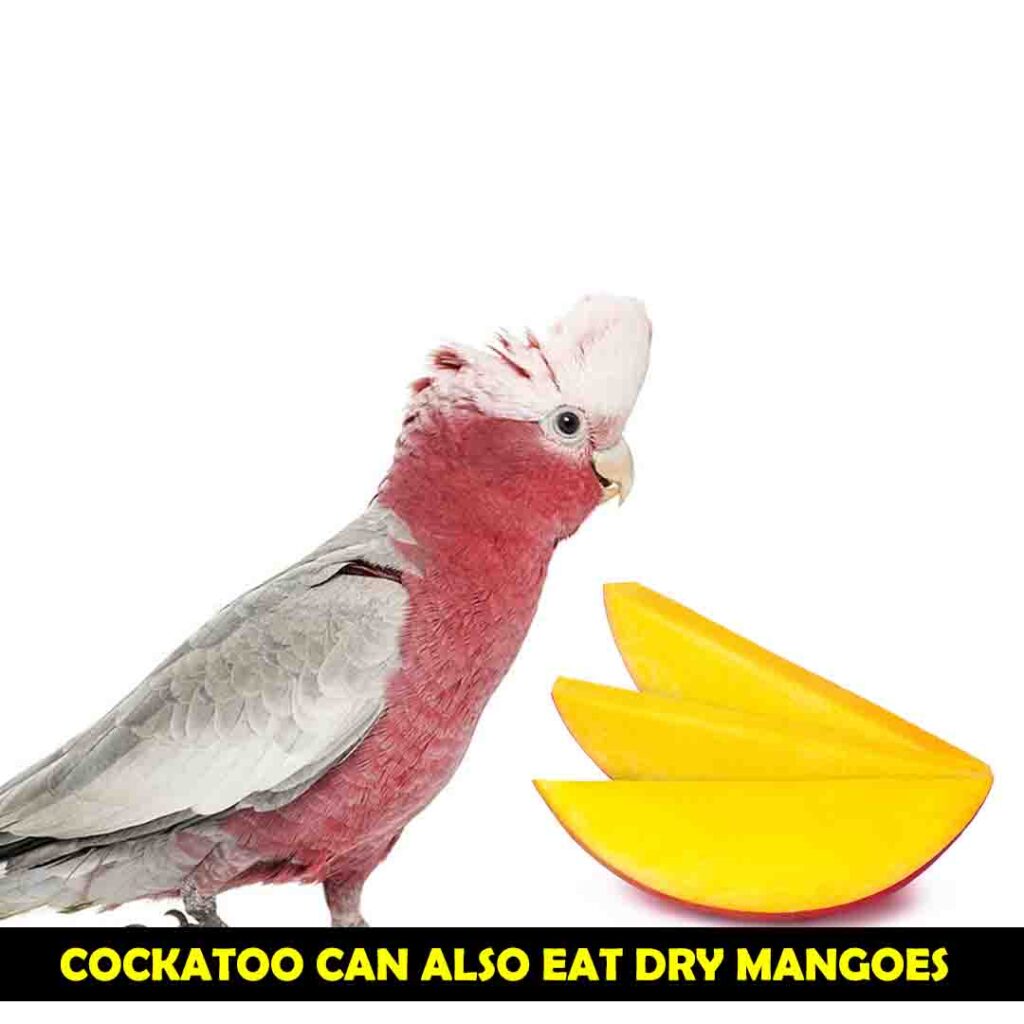 Dry Mangoes should be served in small quantities for cockatoos