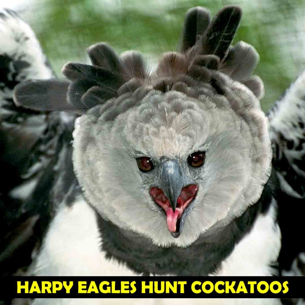 Eagles Prey on Cockatoos