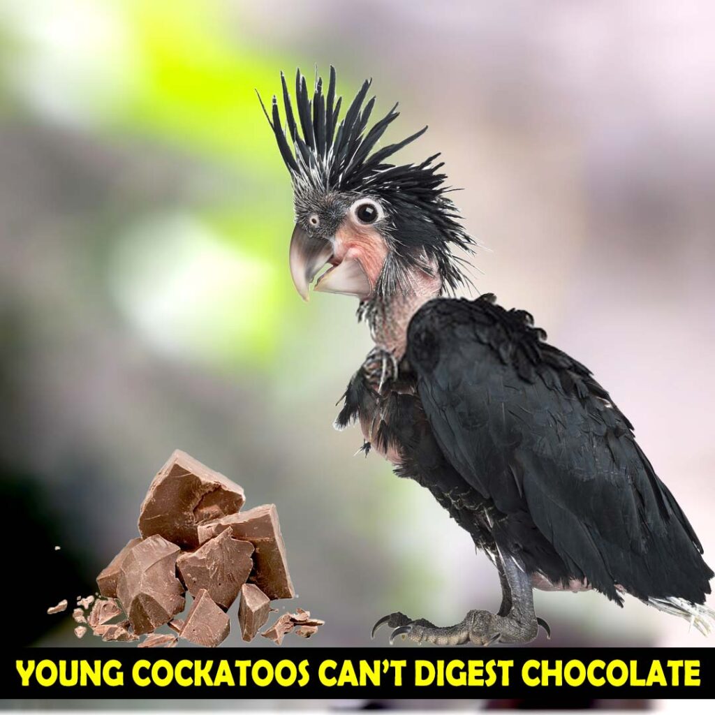Effects of Chocolate on baby cockatoos
