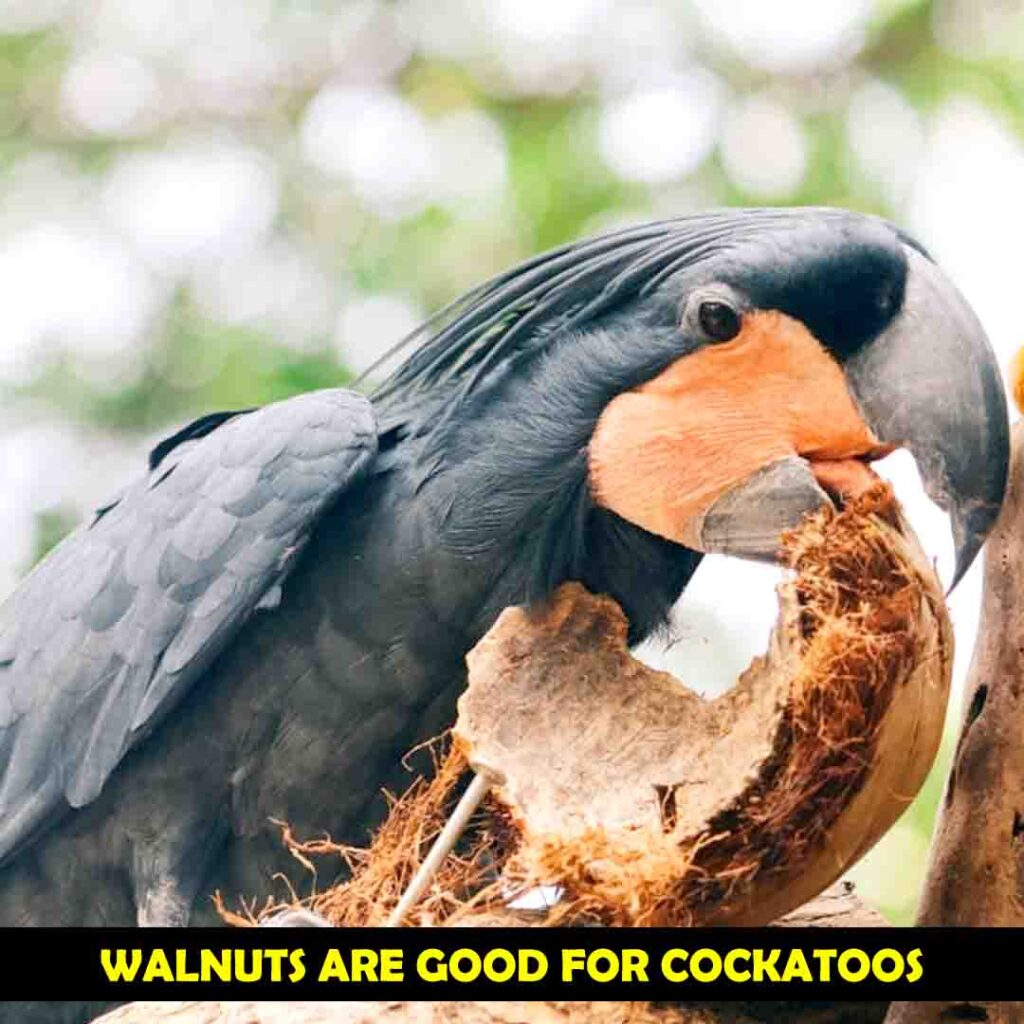 English (Persian walnuts) In Cockatoos Diet