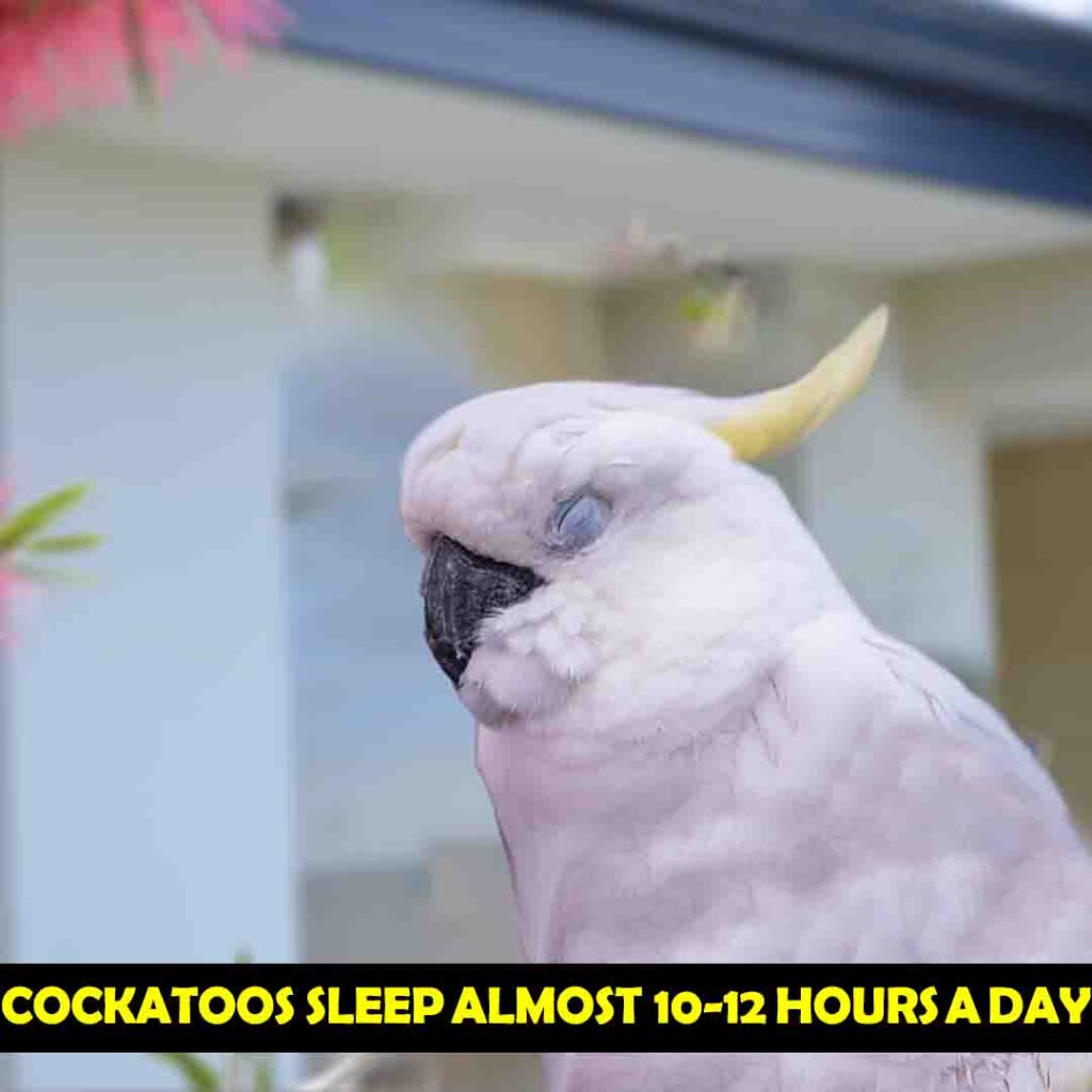 Ensure 10 Hours Sleep of Cockatoos