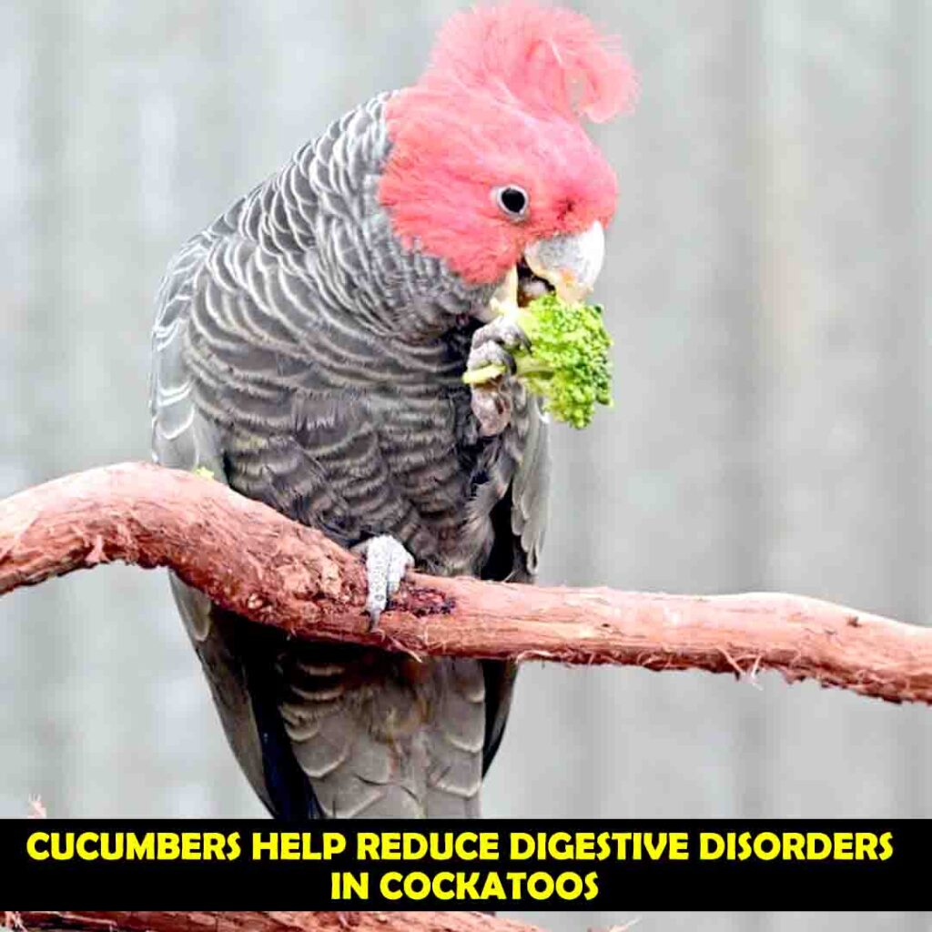Fiber In Cucumber for cockatoos