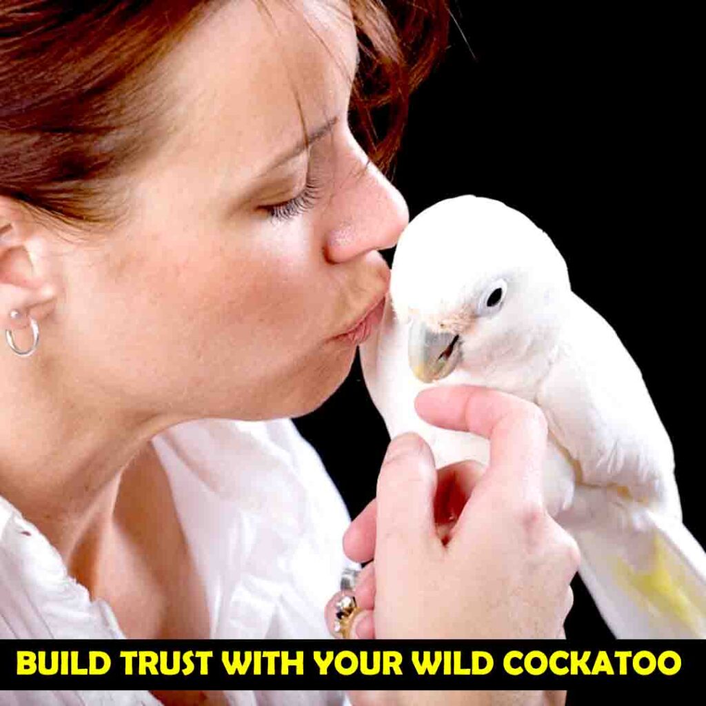 Get the trust of your wild cockatoo