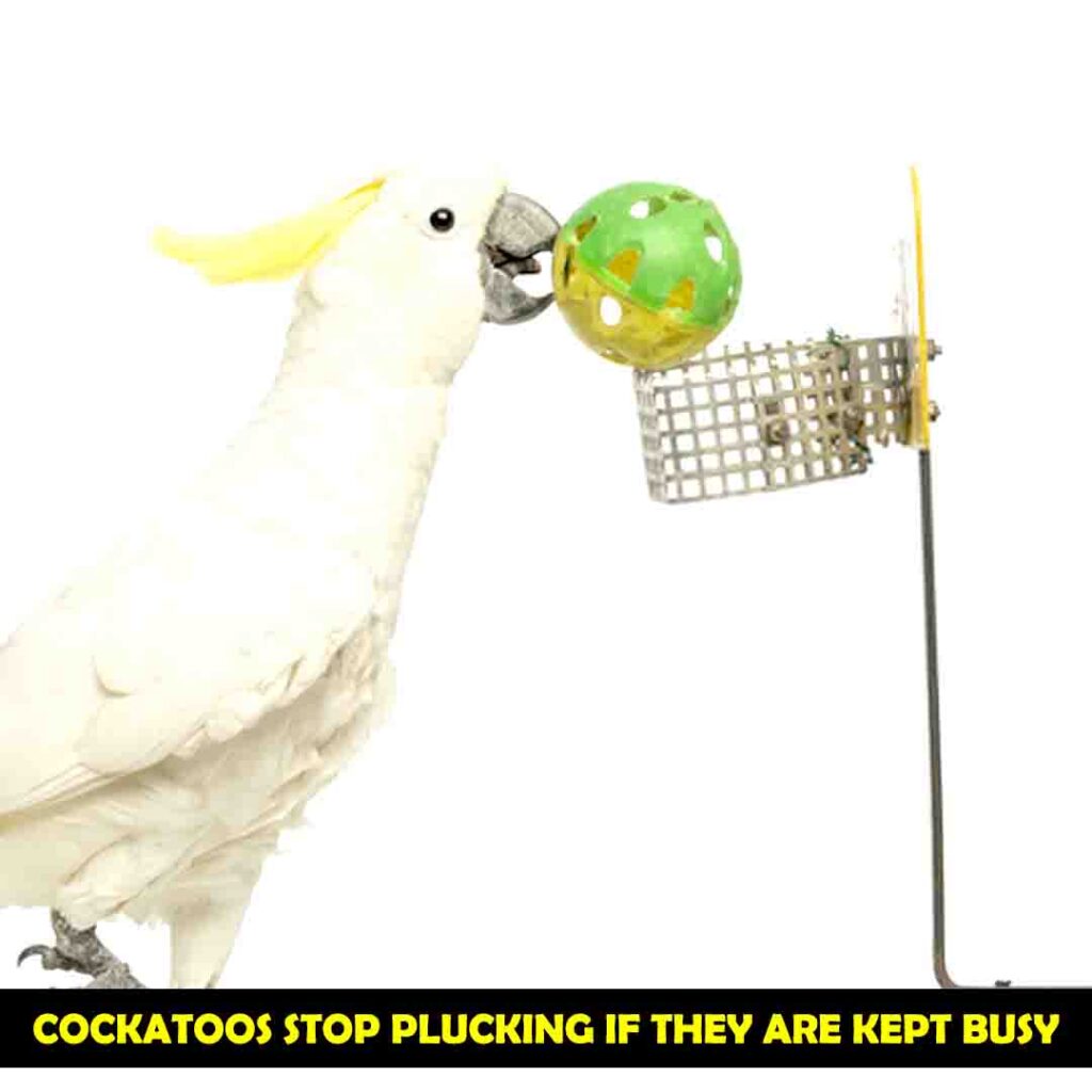 Give some Puzzle Toys to Cockatoos
