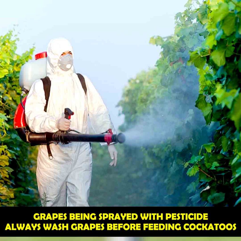 Grapes are Sprayed With Pesticides