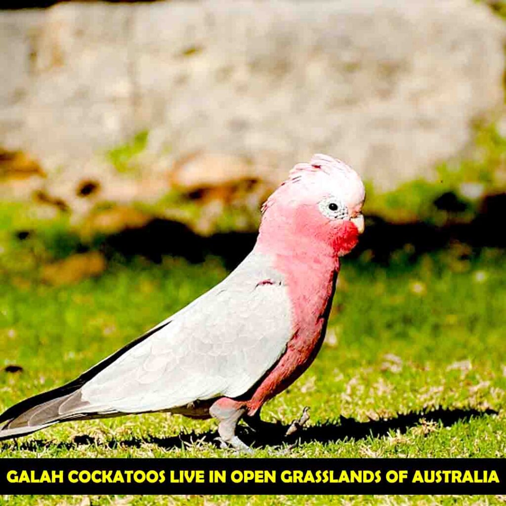 Habitat Of Galah cockatoos