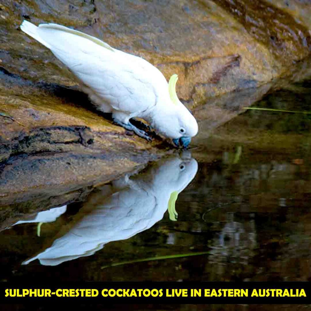 Habitat of Sulphur Crested Cockatoos