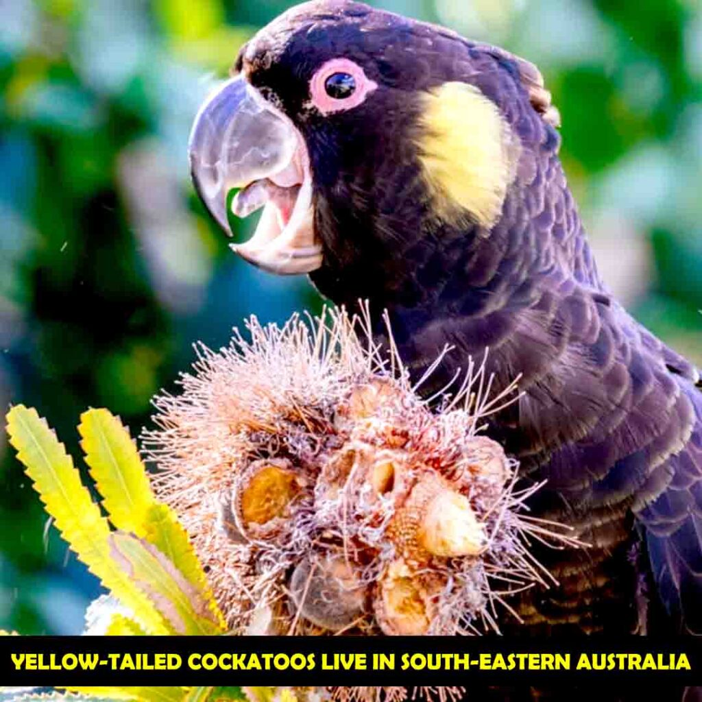 Habitat of Yellow Tailed Black Cockatoos