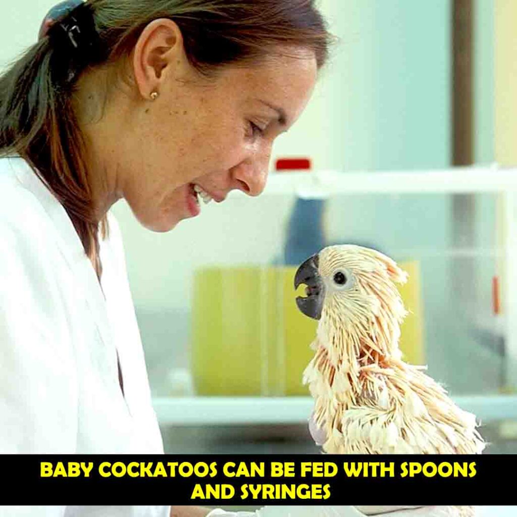 Hand Feeding through Feeding Equipment for cockatoos