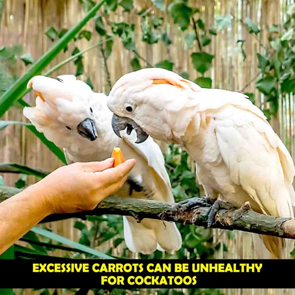 How Carrots Should be Served to Cockatoos