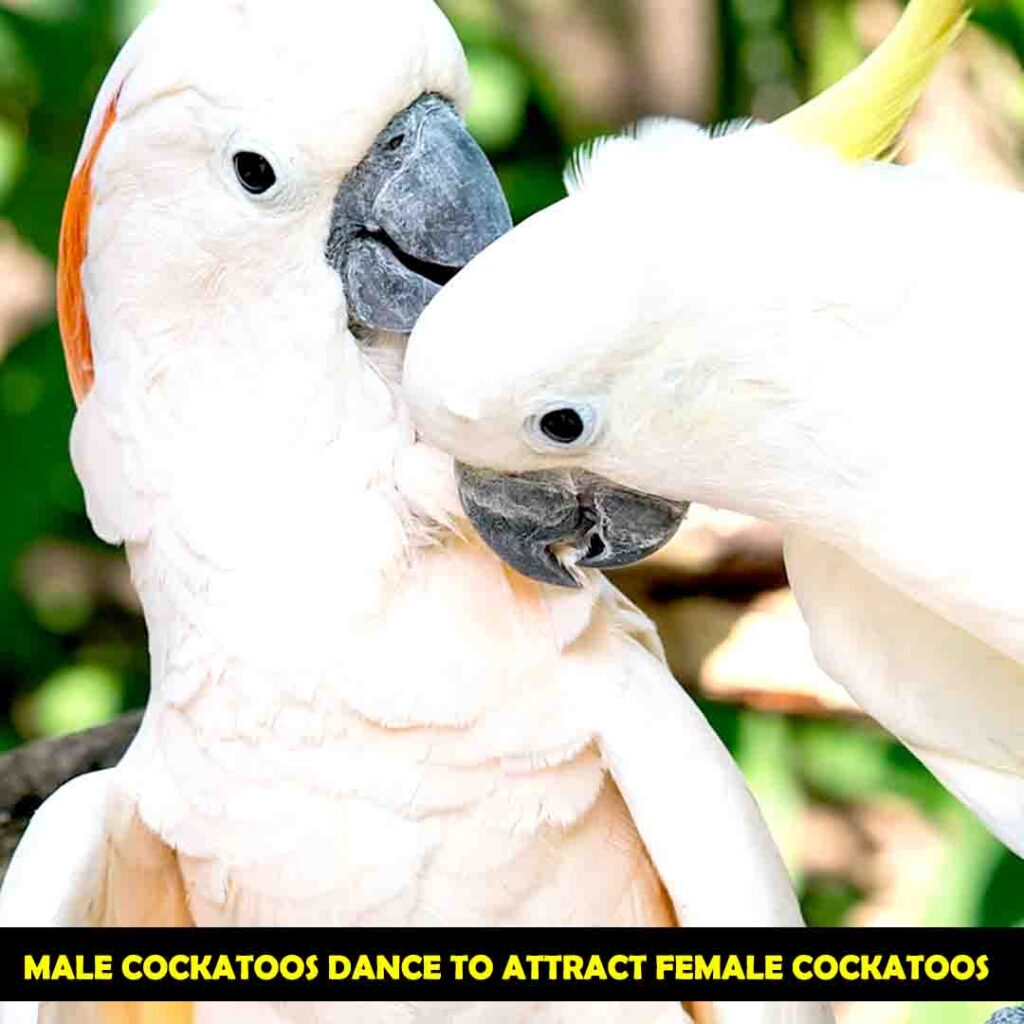 How Male cockatoos Attracts Female Cockatoos