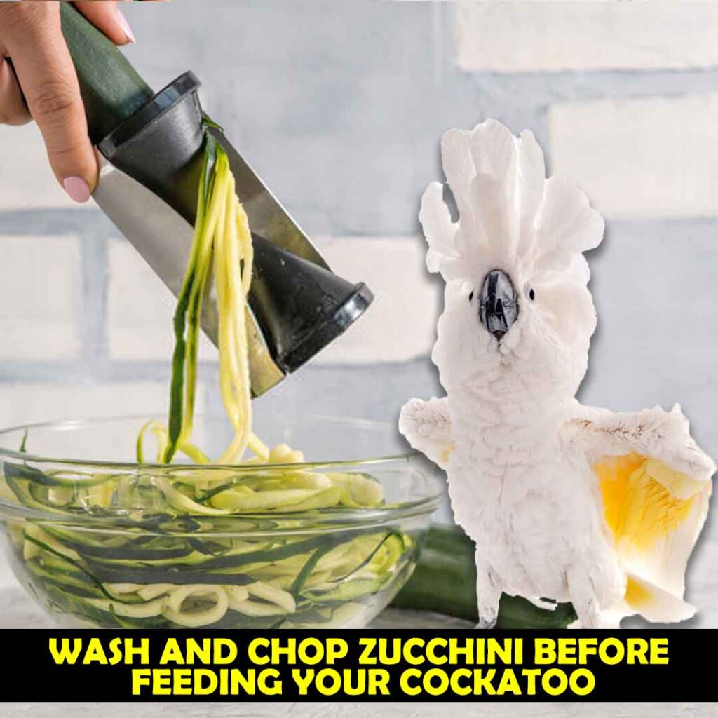 How to Serve Zucchini to Cockatoos
