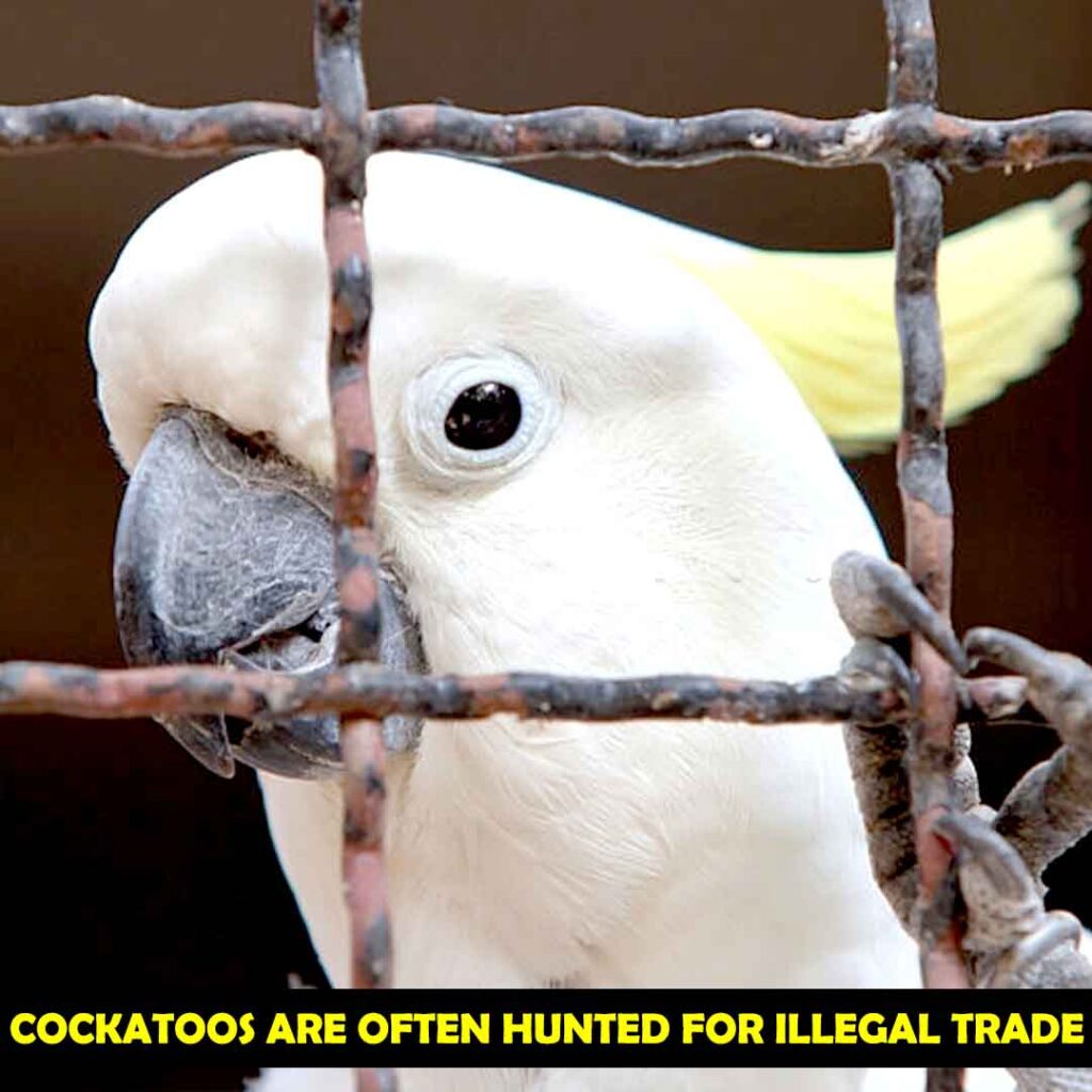 Human Hunters Prey On cockatoos