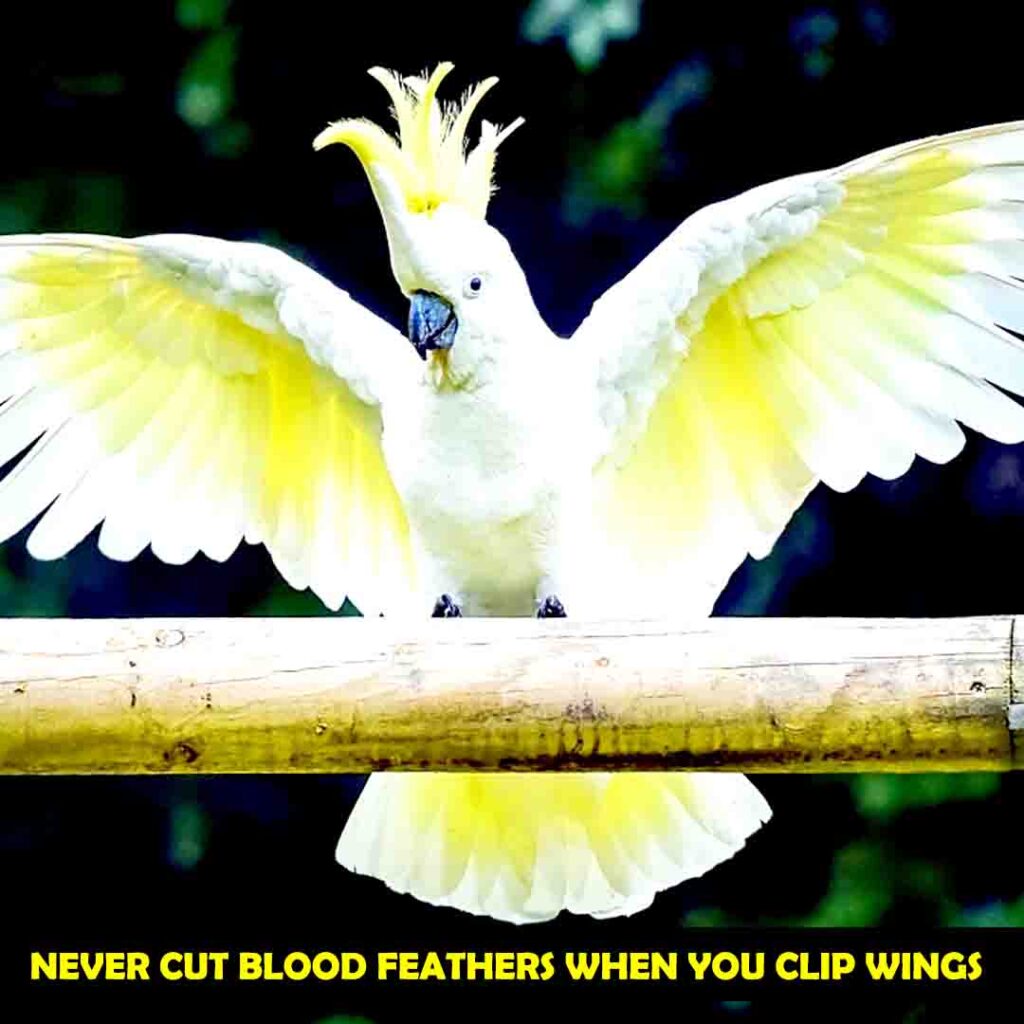 Identify the Flying Feathers Before Clipping for cockatoos