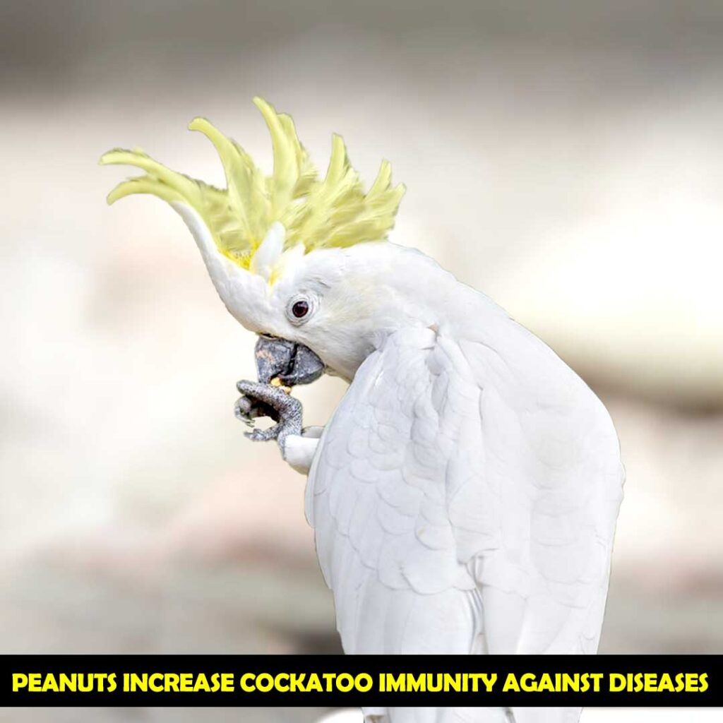 Increase Lifespan of Cockatoos