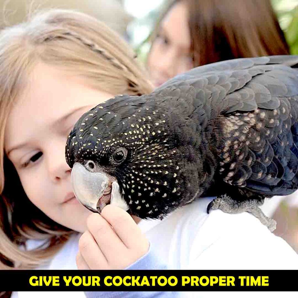 Interact with Your Cockatoos
