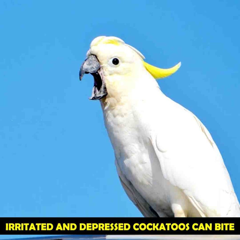 Irritated and Depressed Cockatoos can Bite