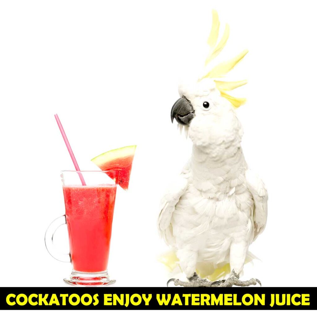 Juice of Watermelon is the Source of water for Cockatoos