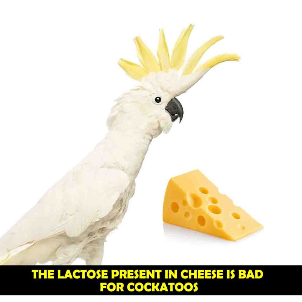 Lactose Present In Cheese for cockatoos