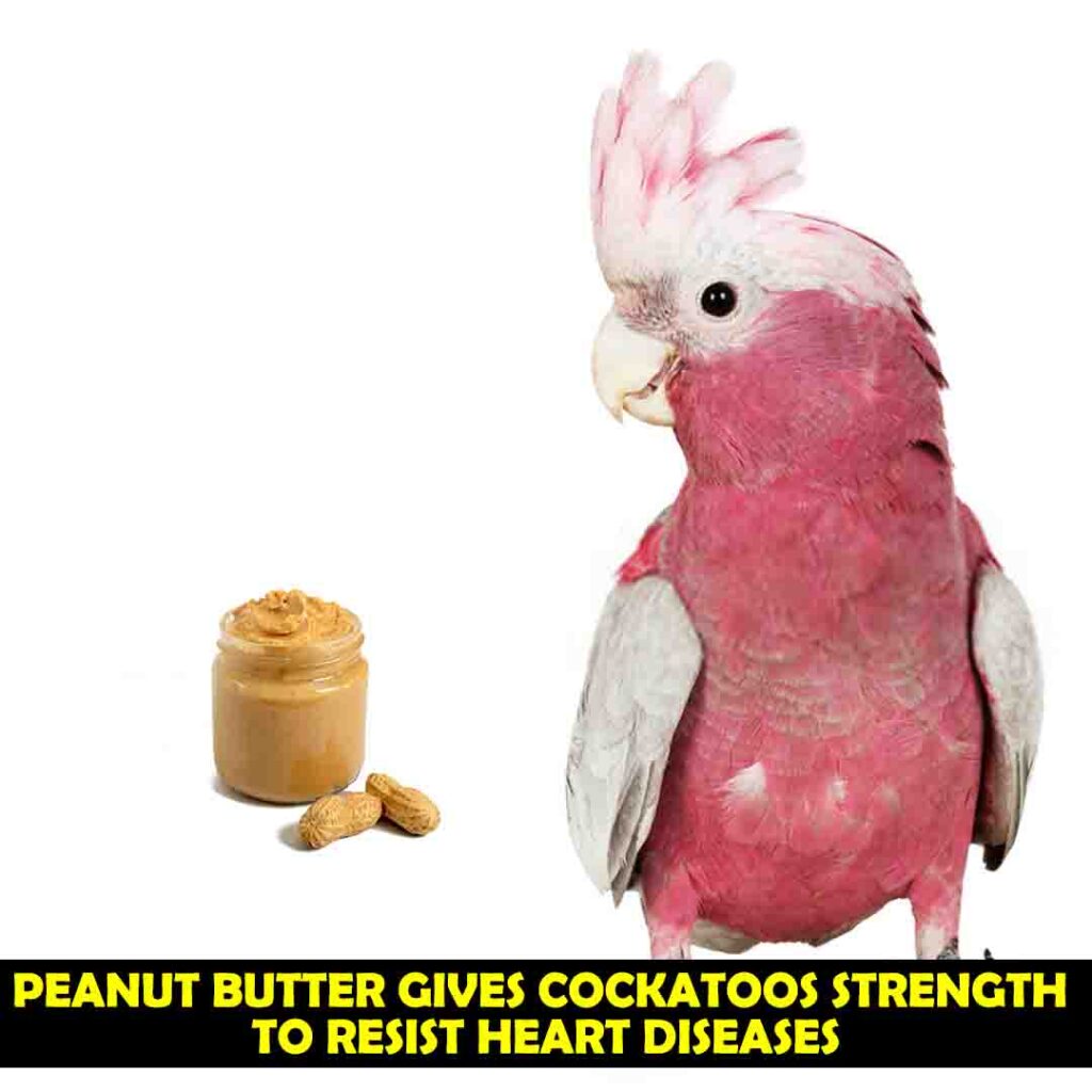 Magnesium In Peanut Butter for cockatoos