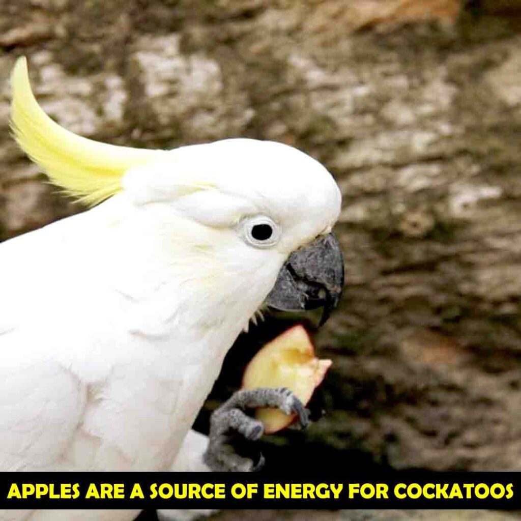 Magnesium in Apples for cockatoos
