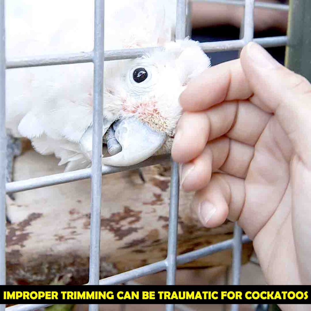 Make Sure That Your Cockatoo Is Bonded With You