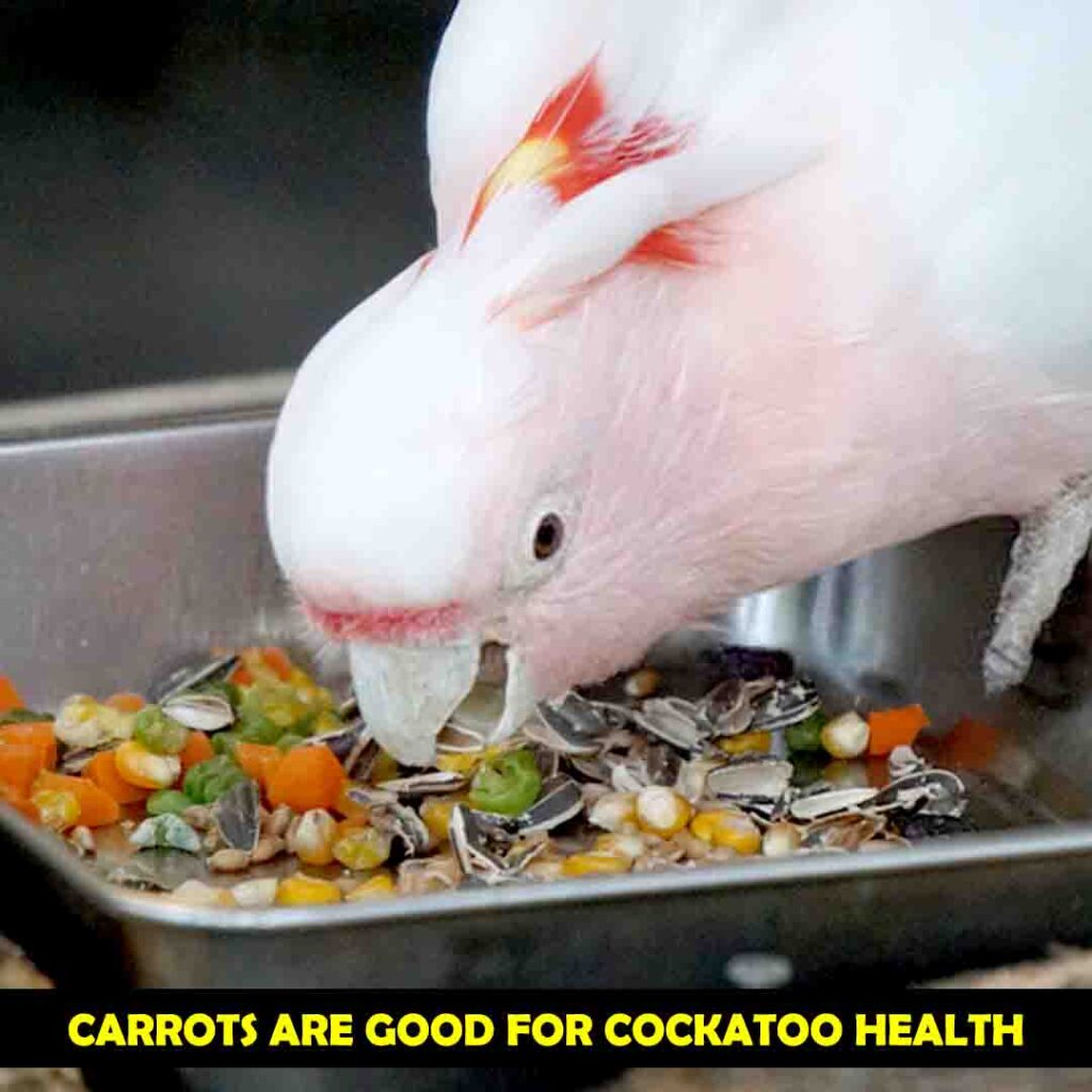Manganese in Carrots for cockatoos