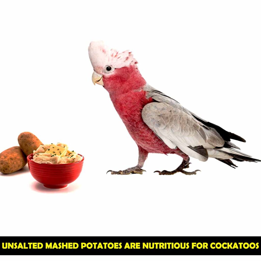 Mashed Potatoes can be served To cockatoos