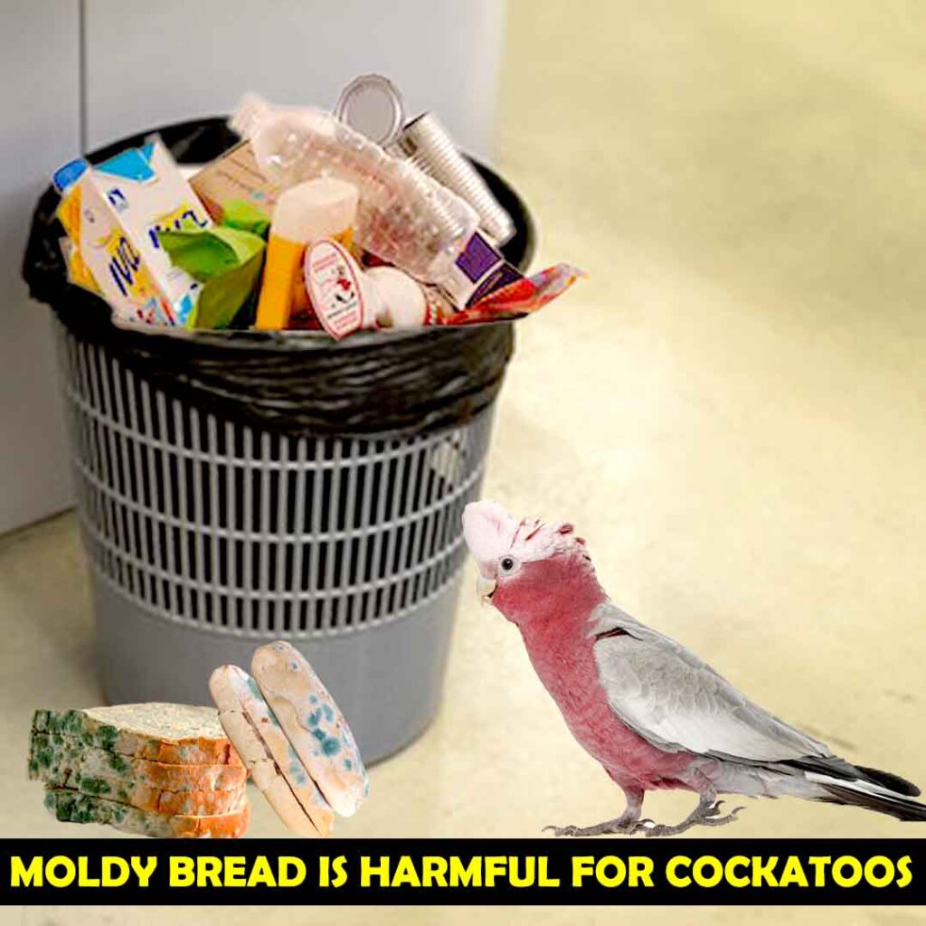 Moldy Bread For Cockatoos’ Health