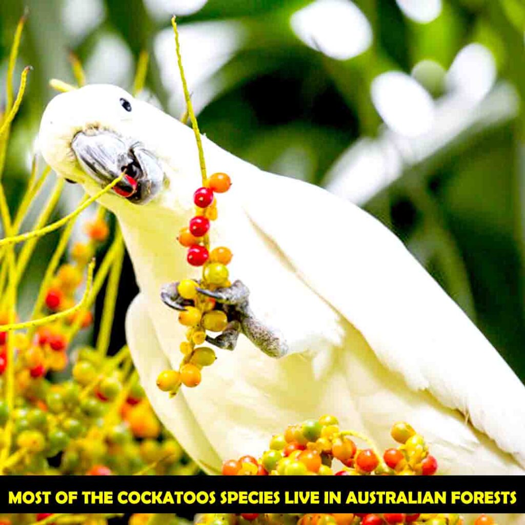 Natural Habitat of Cockatoos