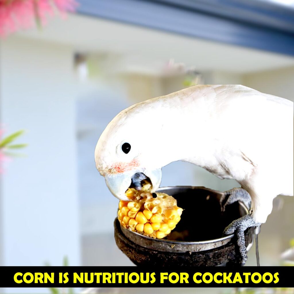 Nutritional Benefits of Corn for Cockatoos’ Health