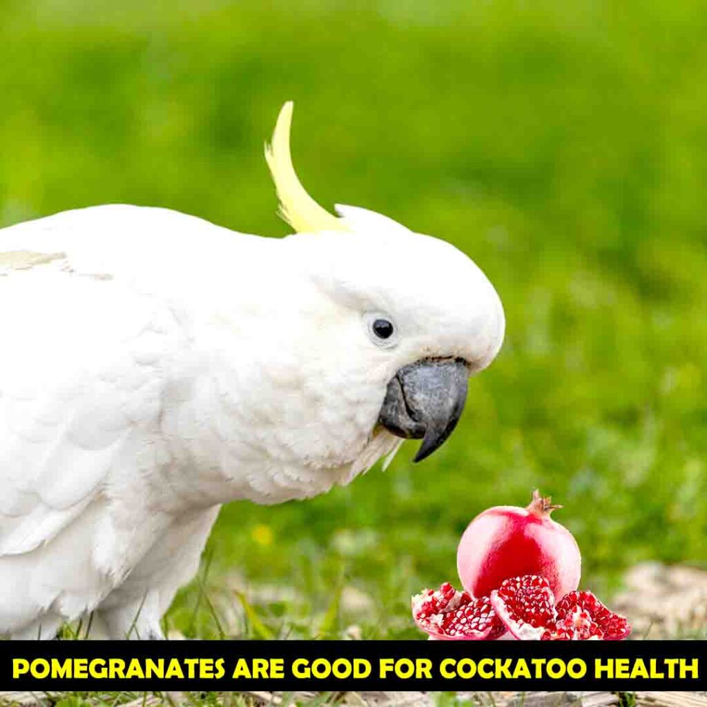 Nutritional Benefits of Eating Pomegranate for cockatoos