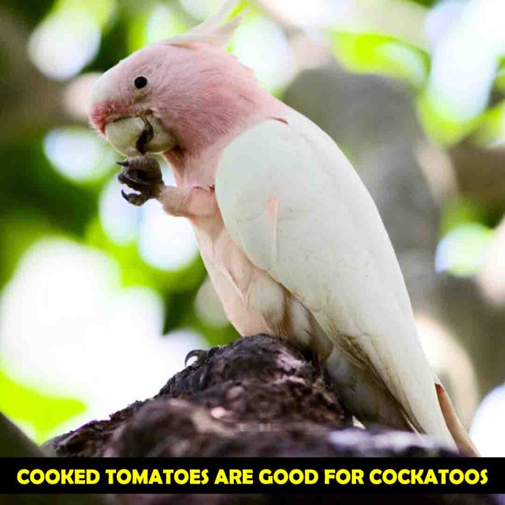 Nutritional Benefits of Tomatoes in Cockatoos Diet