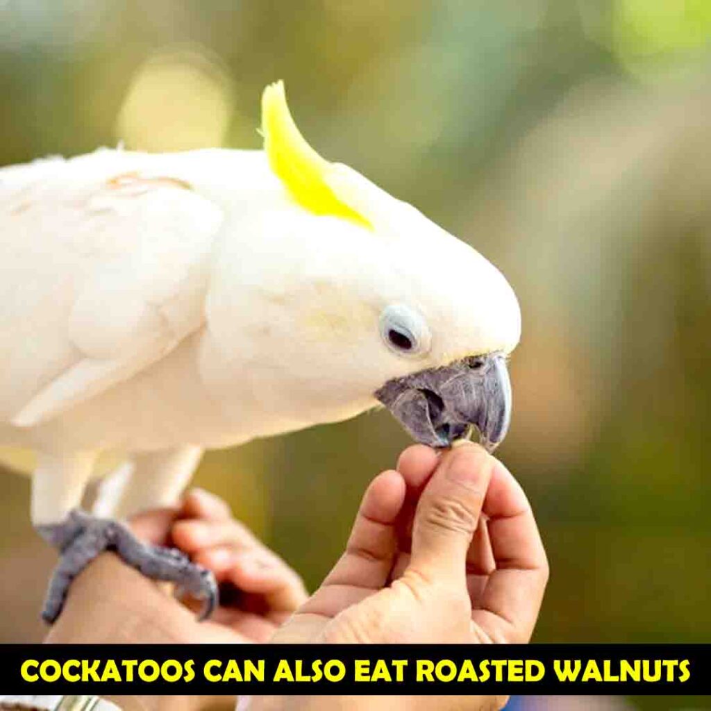 Nutritional Benefits of walnuts for cockatoos