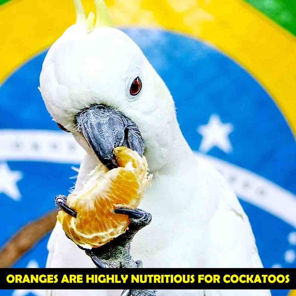 Nutritional Value of oranges