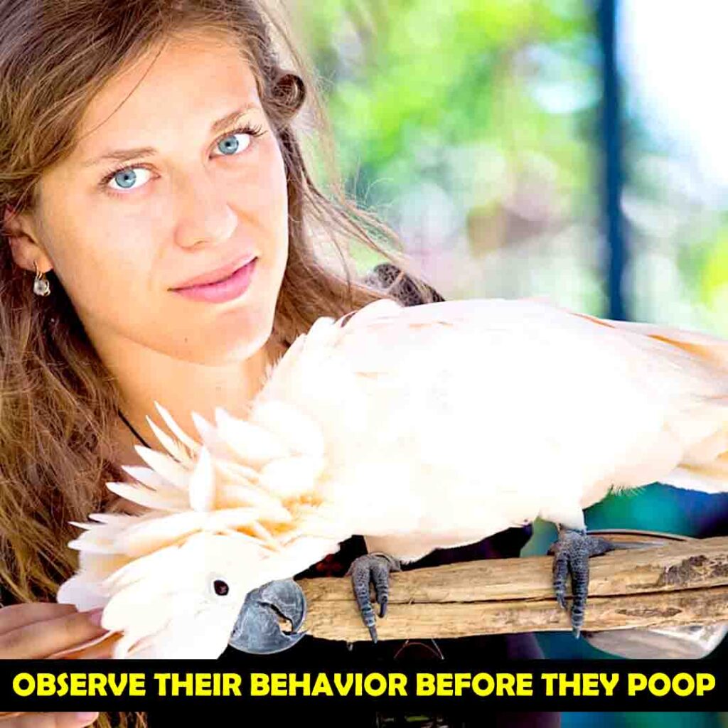 Observe Your Cockatoo’s Natural Behavior