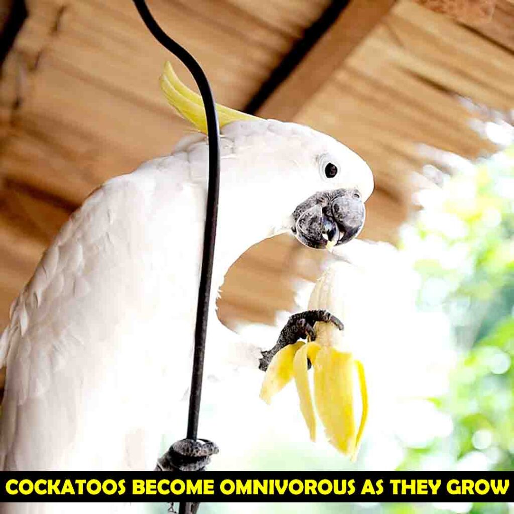 Omnivorous Diet Of Cockatoos