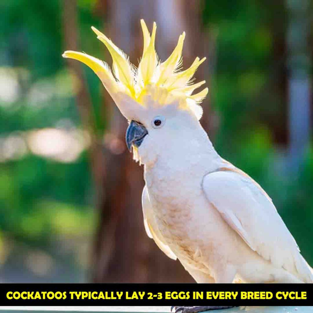 One Female Cockatoo can Lay Egg