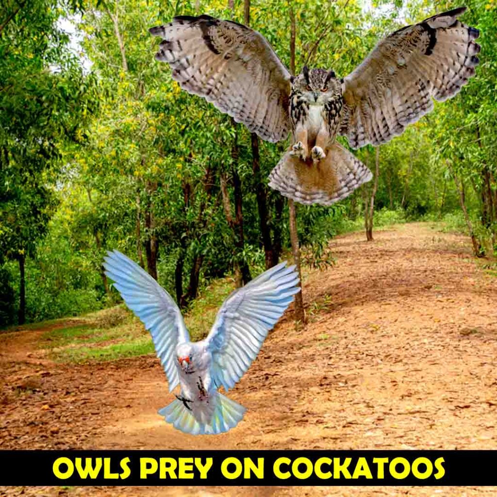 Owls Prey On Cockatoos’ Eggs