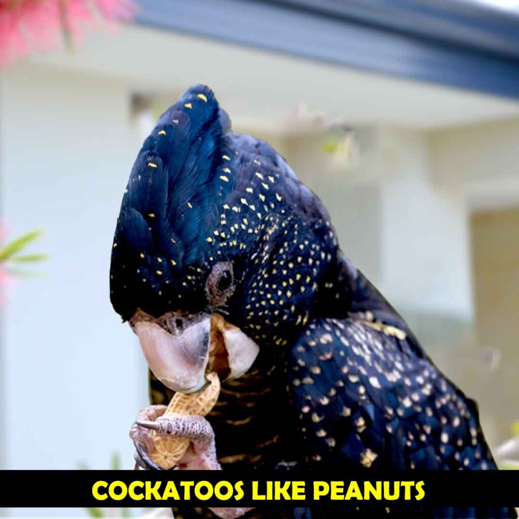 Peanuts in the Diet Of Cockatoos