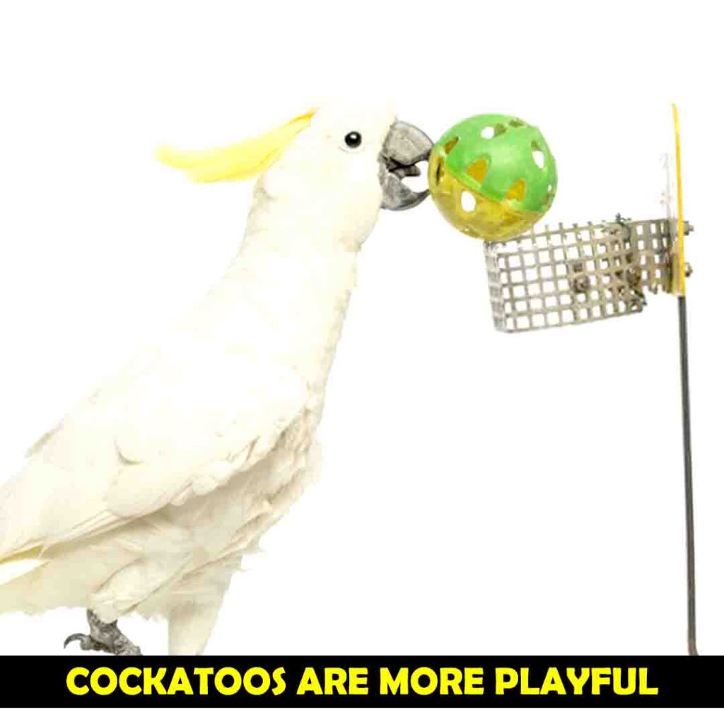 Playing of Cockatoos Vs Cockatiels