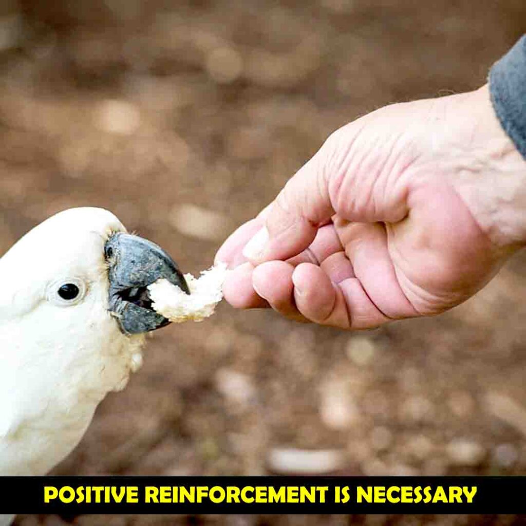 Positive Reinforcement of Your Cockatoos