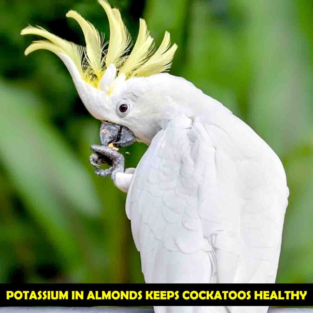Potassium in Almonds for cockatoos