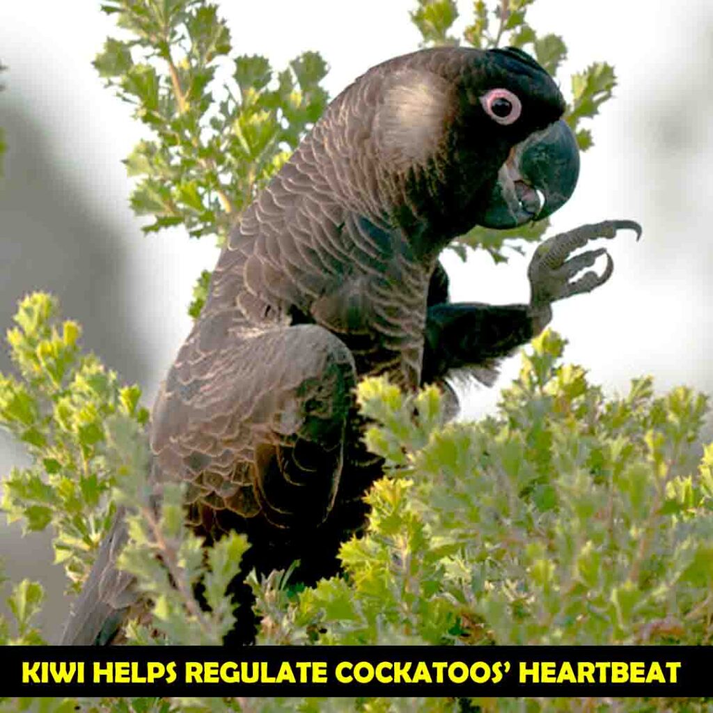 Potassium in Kiwi for cockatoos