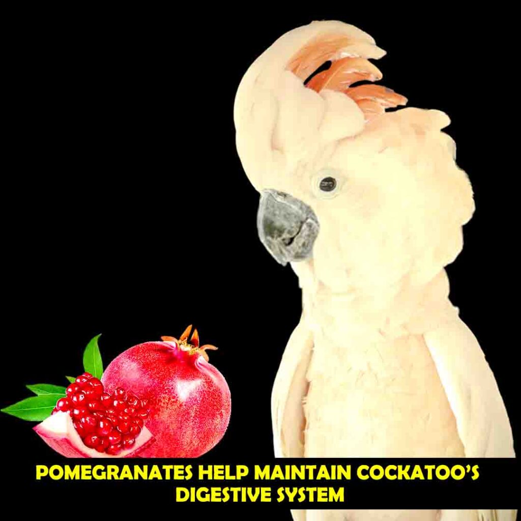 Potassium in Pomegranate for cockatoos